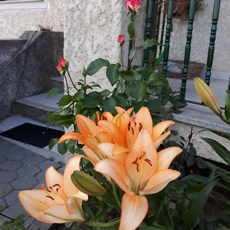 Cynda's Viseu