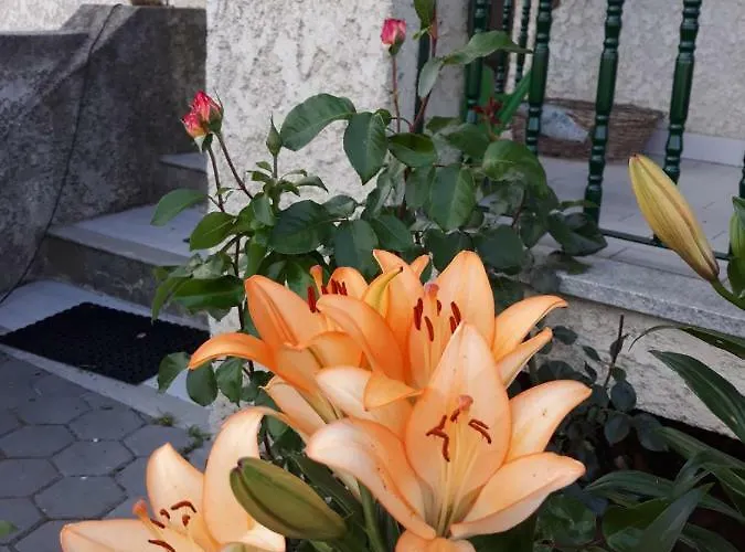 Cynda's Viseu